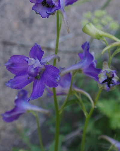 Delphinium polycladon